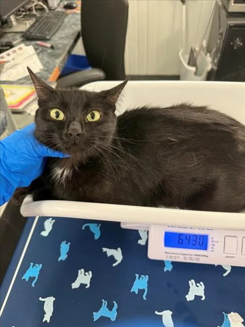 An adult medium-sized female Black Domestic Short Hair cat named A for adoption in Woodland, CA