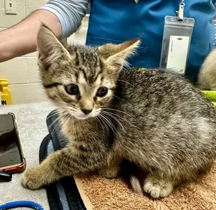 A baby small-sized female Domestic Short Hair cat named Belldandy for adoption in Westland, MI