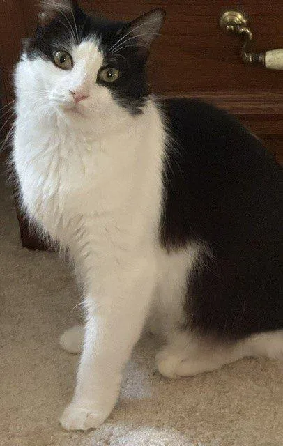 A young medium-sized male Domestic Medium Hair cat named Dapper for adoption in Raleigh, NC