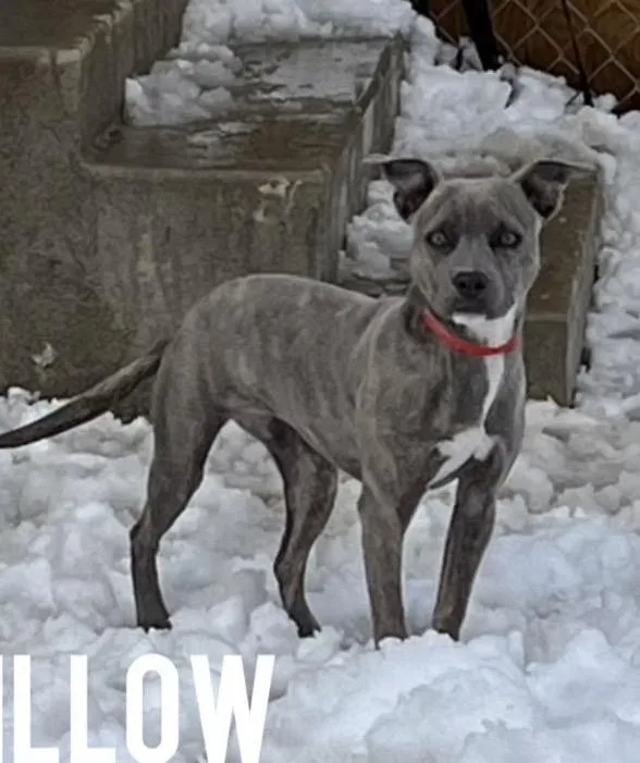 A baby small-sized female Gray / Blue / Silver Terrier dog named Willow for adoption in Harrington, DE