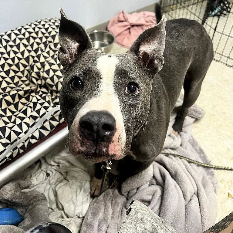 A senior medium-sized male Gray / Blue / Silver Mixed Breed dog named Barley for adoption in Austin, TX