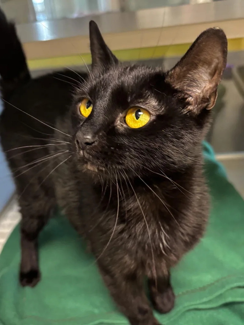 A young medium-sized female Domestic Short Hair cat named Blender for adoption in Iowa City, IA