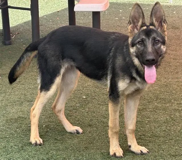 A young medium-sized female German Shepherd Dog dog named Juno for adoption in Salinas, CA