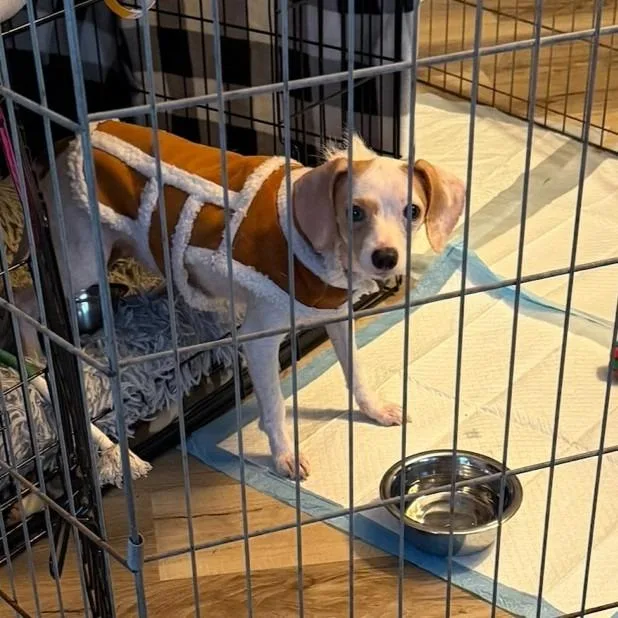 A young medium-sized male Mixed Breed dog named Macho Mocha for adoption in State College, PA