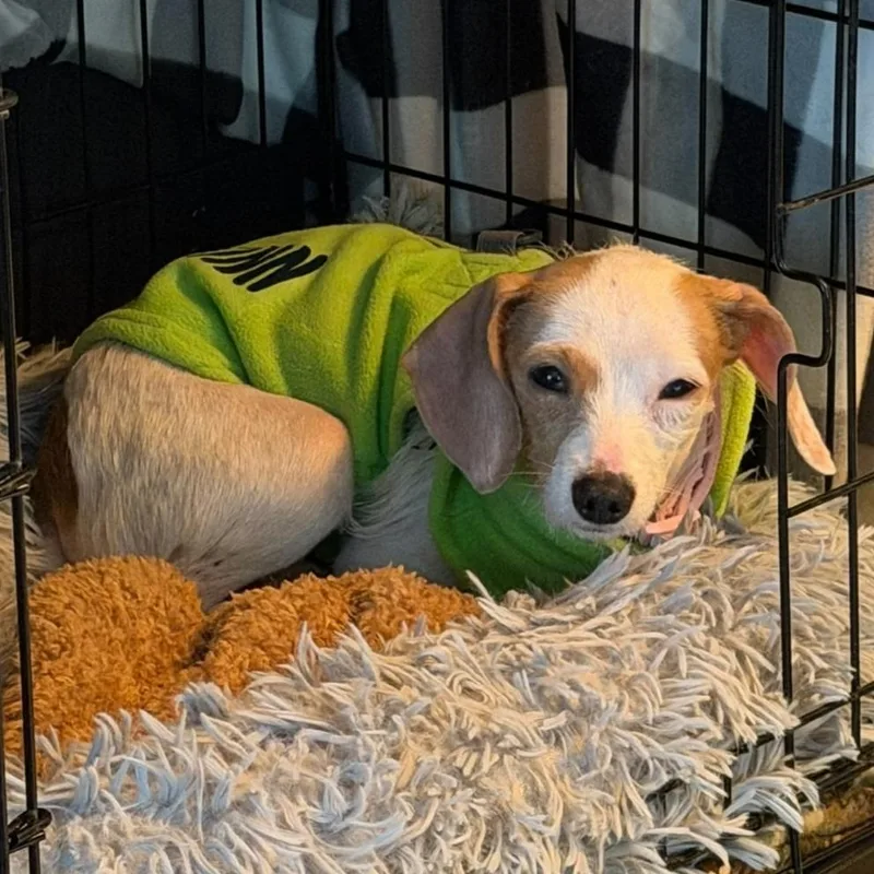 Macho Mocha thumbnail 2