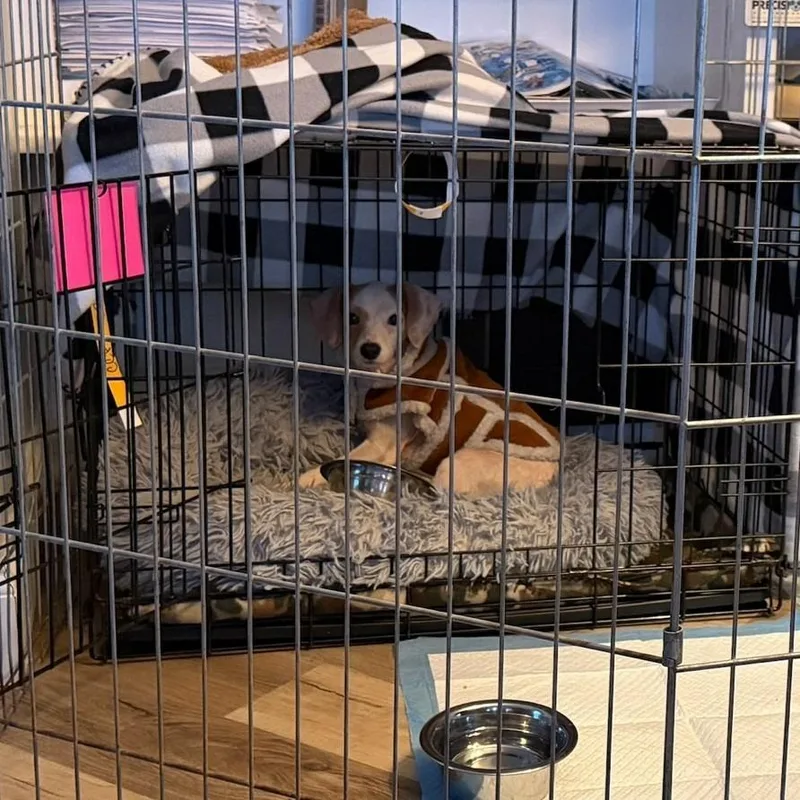 Macho Mocha thumbnail 3