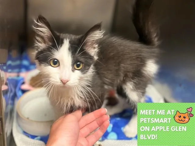A baby small-sized female Domestic Medium Hair cat named Betty for adoption in Fort Wayne, IN