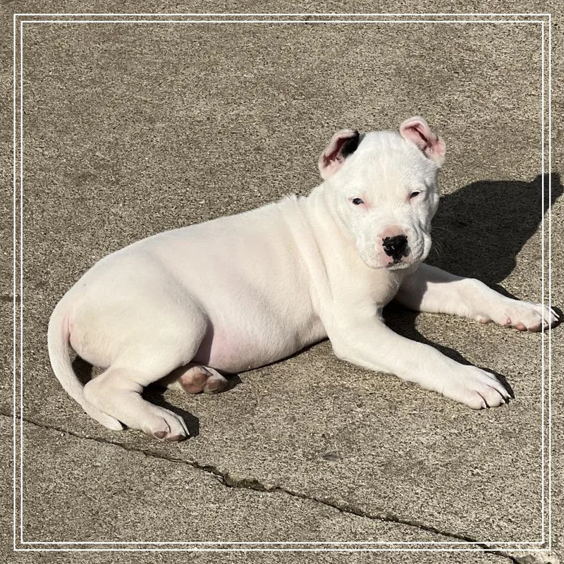 Benny Boy thumbnail 2