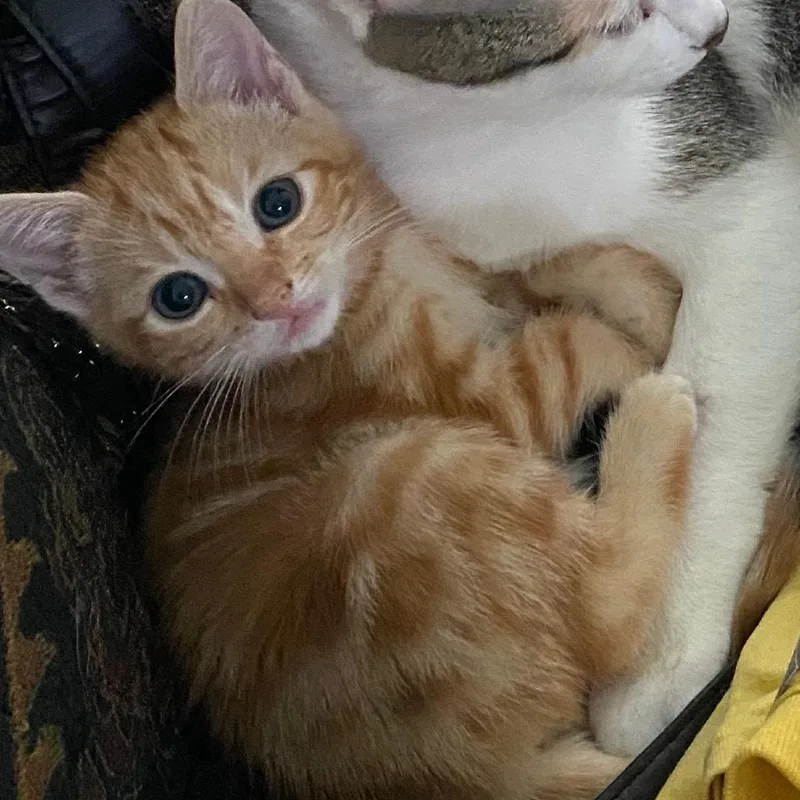 A baby small-sized female Orange / Red Domestic Short Hair cat named Kurumi for adoption in Greensboro, NC