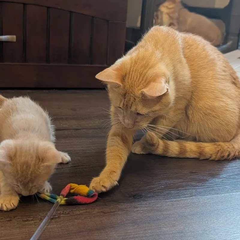 An adult medium-sized female Orange / Red Domestic Short Hair cat named Texas Two Step for adoption in Austin, TX