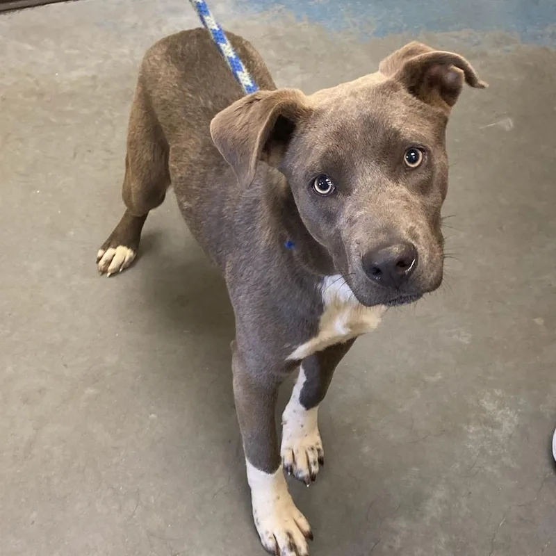 A young medium-sized female Gray / Blue / Silver Mixed Breed dog named Princess Gracie May for adoption in Memphis, TN