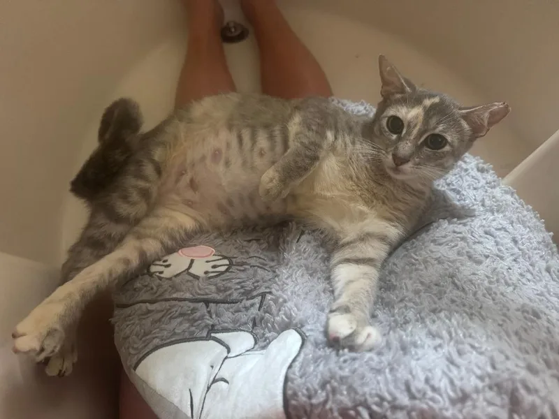 A young medium-sized female Buff & White Domestic Short Hair cat named Victoria for adoption in Orlando, FL