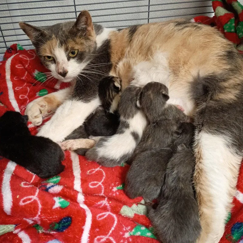 An adult medium-sized female Domestic Short Hair cat named Parvati for adoption in Dallas, TX