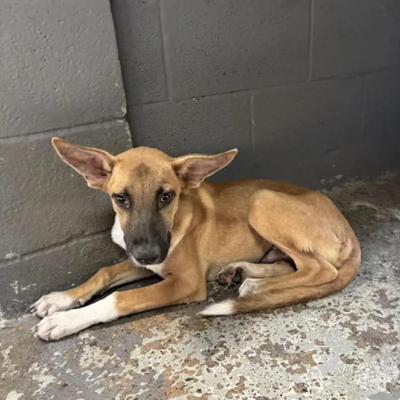 A young medium-sized male Black Mouth Cur dog named Tomato for adoption in Austin, TX
