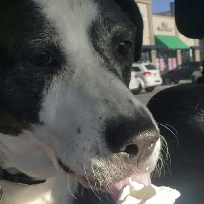 An adult large-sized female White / Cream Hound dog named Pepper for adoption in Paramus, NJ