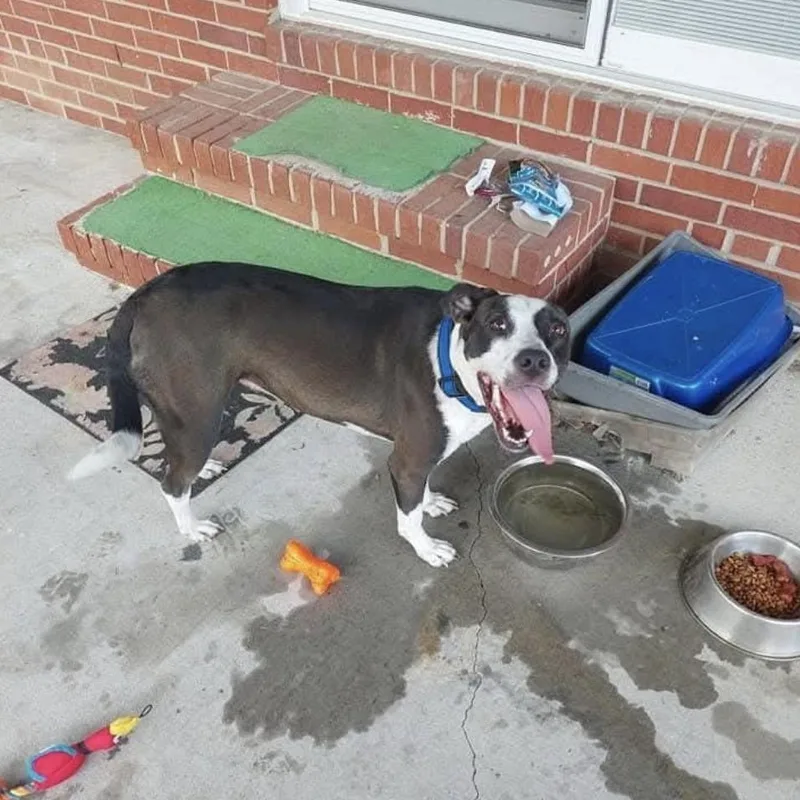 Pepper thumbnail 2