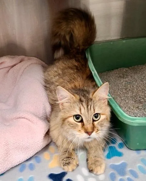 A young medium-sized female Domestic Long Hair cat named April for adoption in Greeneville, TN