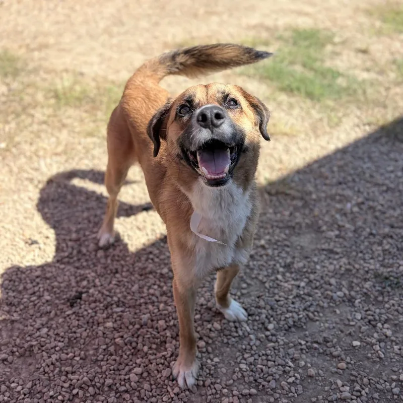 An adult medium-sized male Brown / Chocolate Shepherd dog named Thunder for adoption in Birmingham, AL