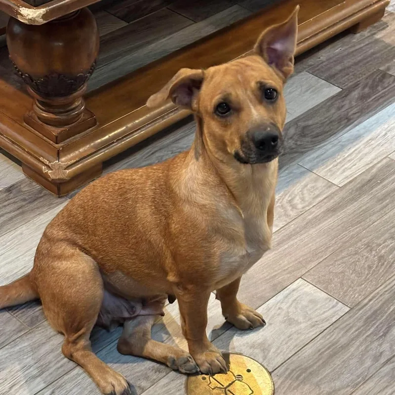 Kanga