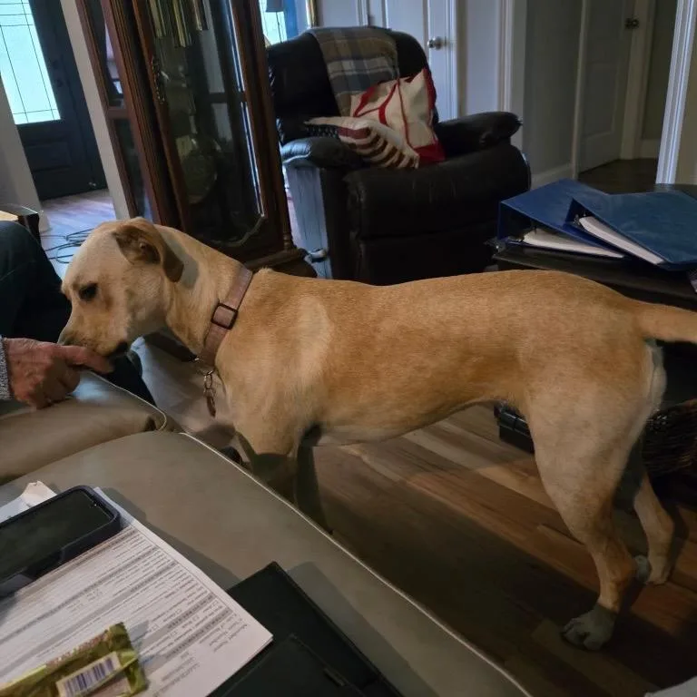 A young medium-sized female Yellow / Tan / Blond / Fawn Yellow Labrador Retriever dog named Sally Josephine for adoption in New Orleans, LA