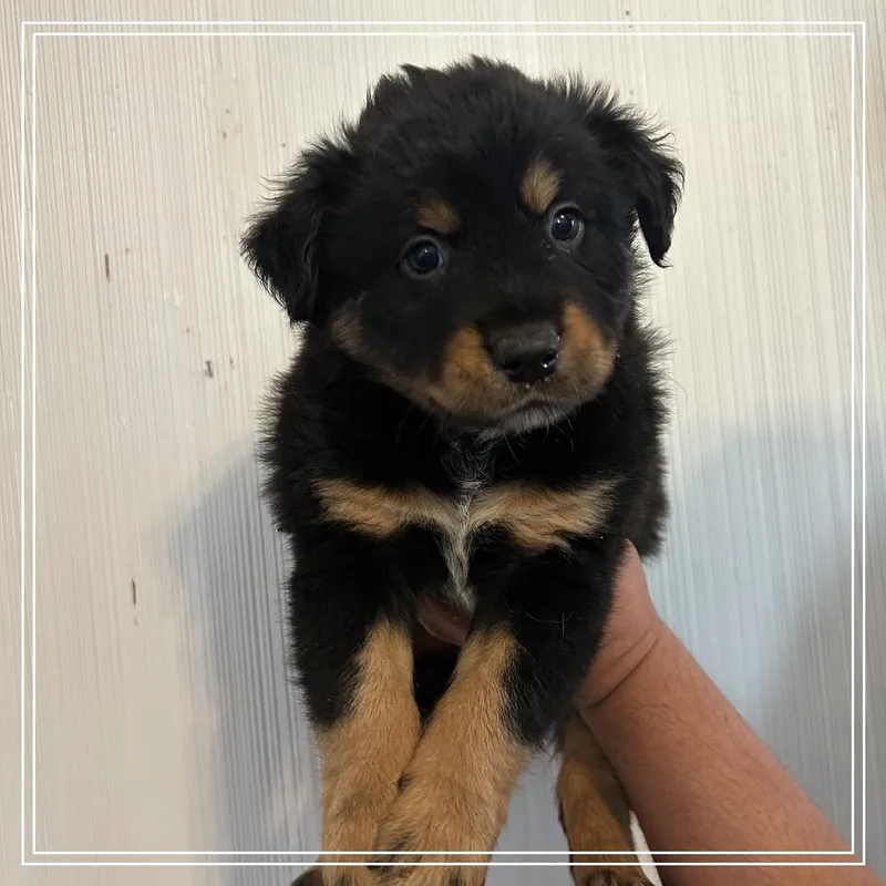 A baby small-sized female Black Labrador Retriever dog named FWT Montana for adoption in Midland, TX
