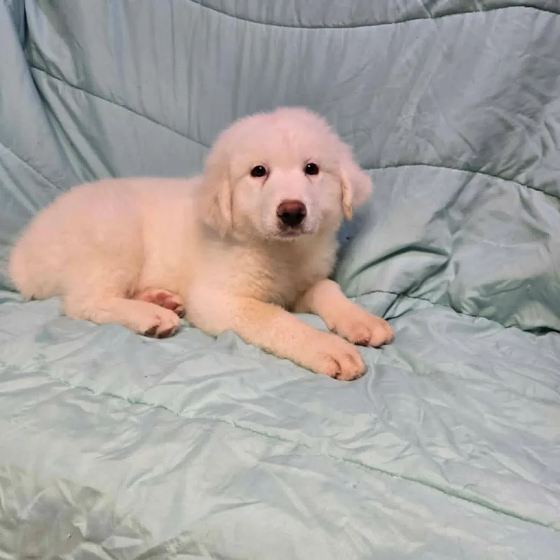 Archie