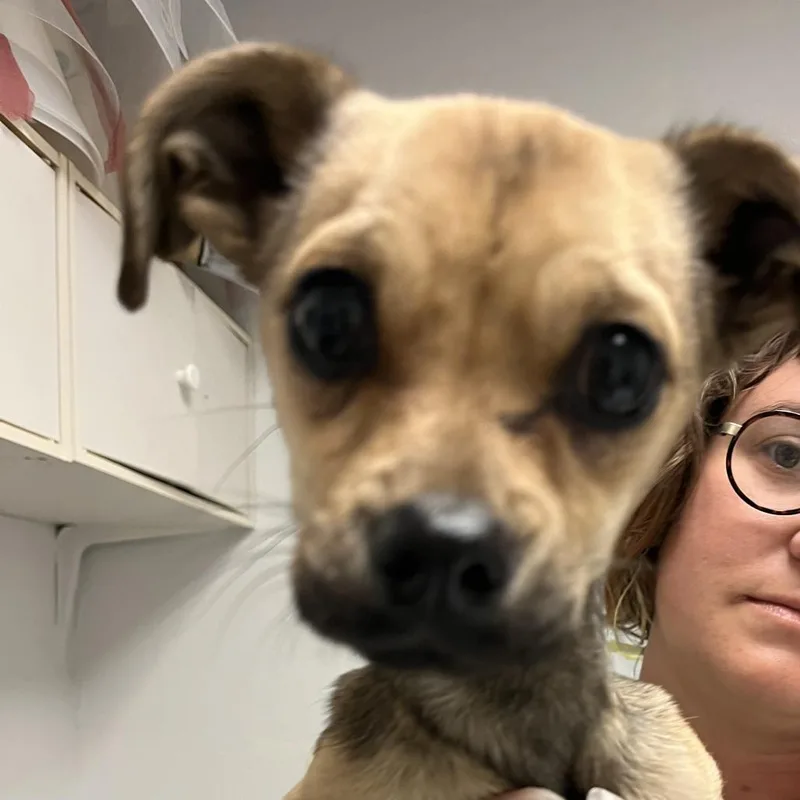 A young small-sized male Yellow / Tan / Blond / Fawn Chihuahua dog named Jailbird for adoption in Taos, NM