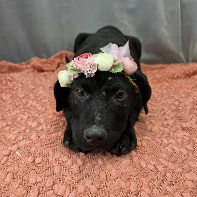 Magnolia thumbnail 2