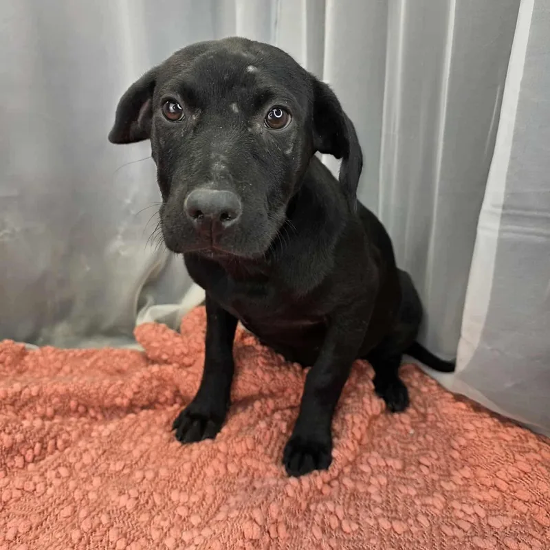 Magnolia thumbnail 3