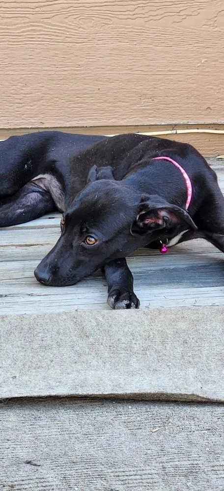 A baby small-sized female Tricolor (Brown, Black, & White) Whippet dog named Danica for adoption in Colorado Springs, CO