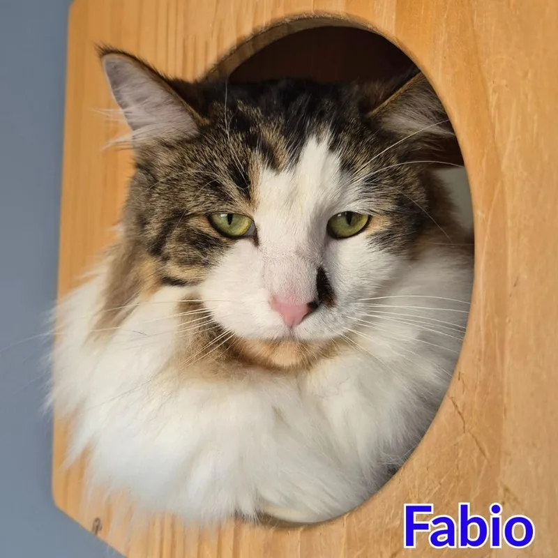 Fabio