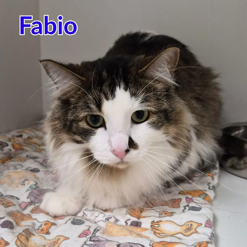 Fabio thumbnail 2