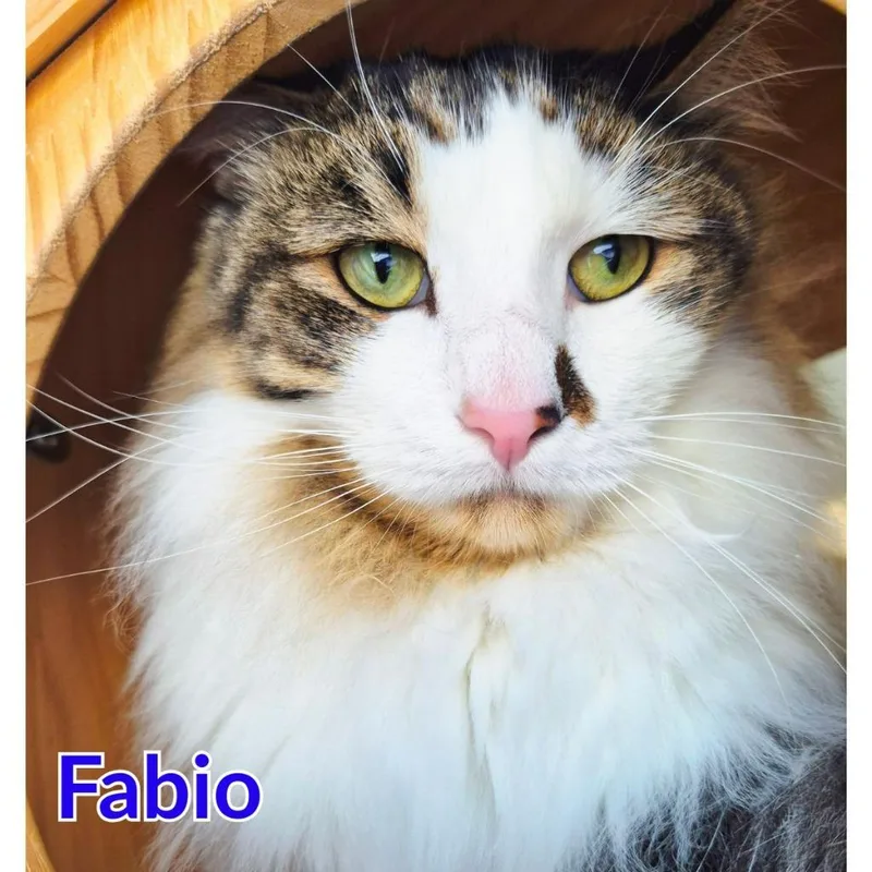 Fabio thumbnail 3