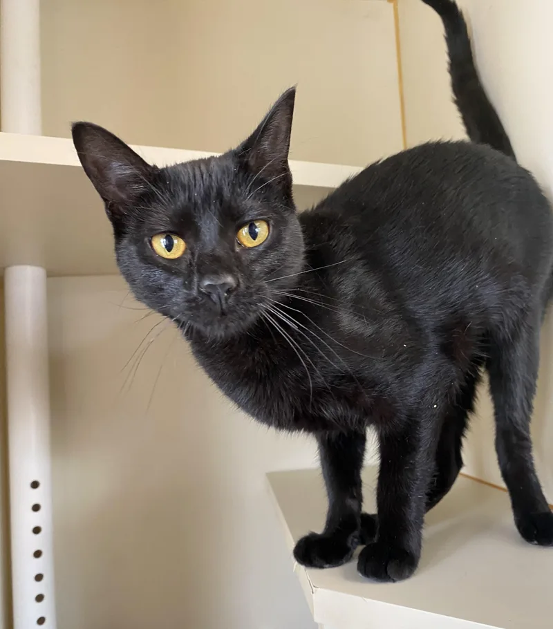 A young medium-sized female Black Domestic Short Hair cat named Rue for adoption in Somerset, NJ