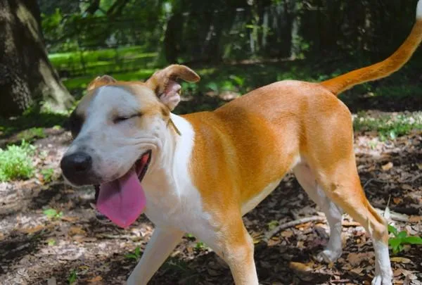 A young medium-sized female Pit Bull Terrier dog named Jazzy for adoption in Mobile, AL