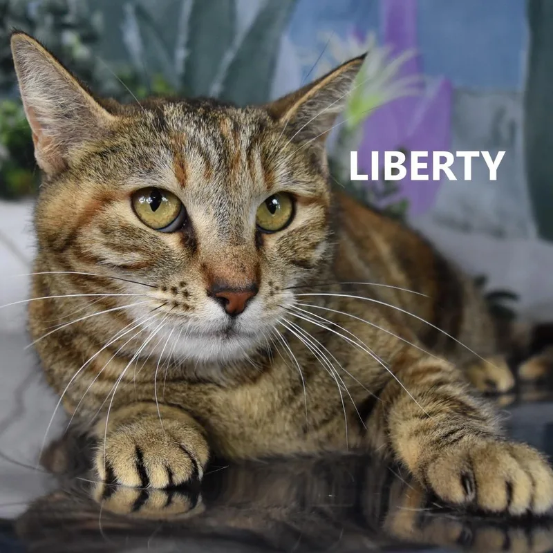 An adult medium-sized female Torbie Domestic Short Hair cat named Etna for adoption in Kanab, UT