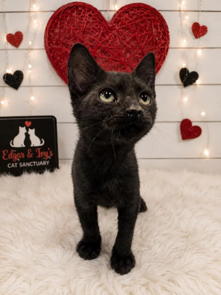 A baby small-sized male Domestic Short Hair cat named Mercury for adoption in Corpus Christi, TX