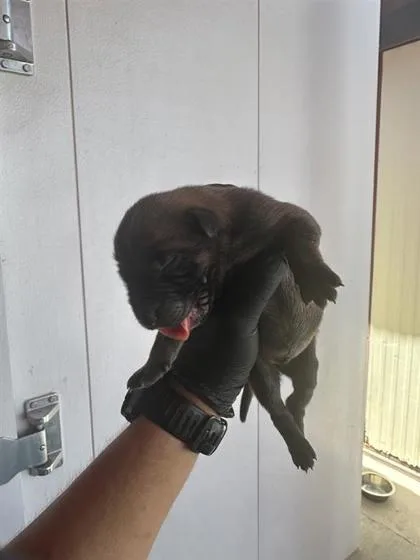 A baby small-sized male Black Shepherd dog named 61448369 for adoption in El Paso, TX