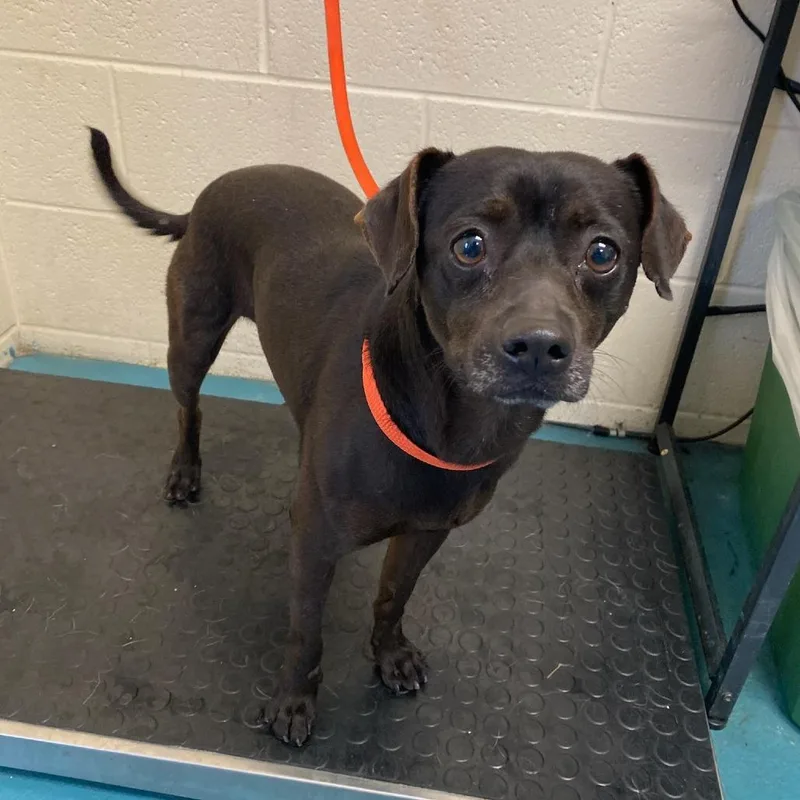 An adult small-sized male Black Mixed Breed dog named Murry for adoption in Memphis, TN