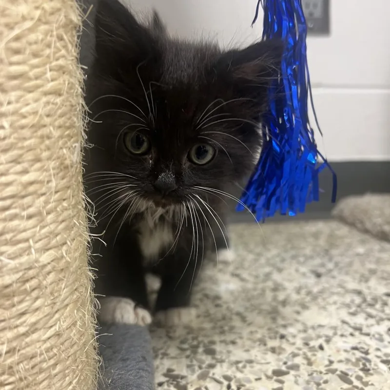 A baby small-sized female Black Domestic Medium Hair cat named Sugar Muffin for adoption in Brownsboro, AL