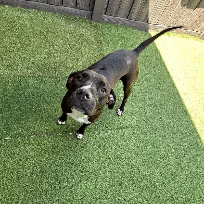 An adult medium-sized female Black Labrador Retriever dog named Mississippi for adoption in LOXAHATCHEE, FL