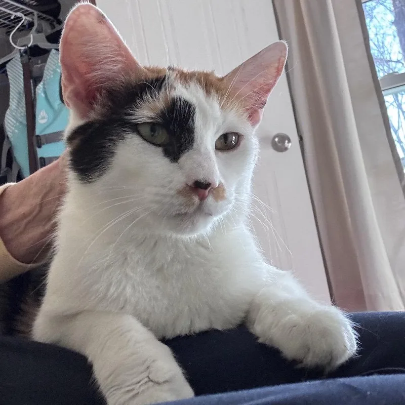 A young medium-sized female Domestic Medium Hair cat named Shiraz for adoption in Chattanooga, TN