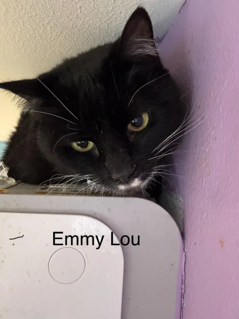 An adult medium-sized female Domestic Short Hair cat named EmmaLou for adoption in Cambridge, MD