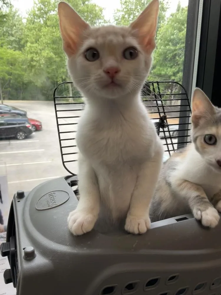 A baby small-sized male Domestic Short Hair cat named Robby for adoption in Greenbelt, MD