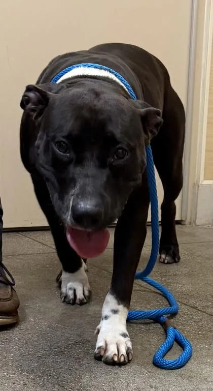 An adult large-sized female Pit Bull Terrier dog named Haku for adoption in Honolulu, HI
