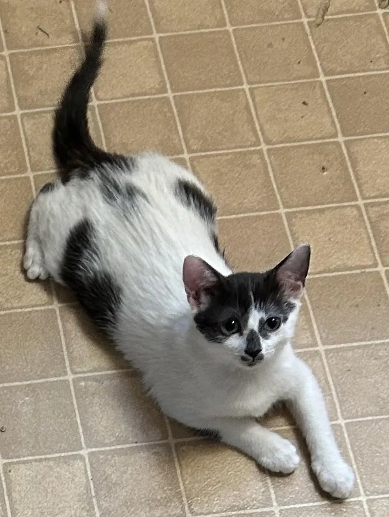 A young medium-sized female White Domestic Short Hair cat named Ayla for adoption in Columbia, SC