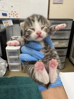 A baby small-sized female Domestic Short Hair cat named Mango for adoption in Palm Coast, FL