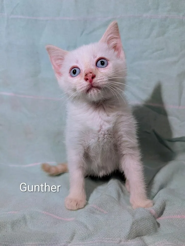 Gunther
