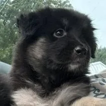 A baby medium-sized female Black German Shepherd Dog dog named Jessie for adoption in Aberdeen, NC