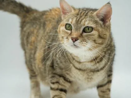 An adult medium-sized female Domestic Short Hair cat named Loretta for adoption in Bowling Green, KY
